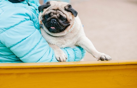 Dog breed Pug on hands. Dog sweet. Moscowの写真素材