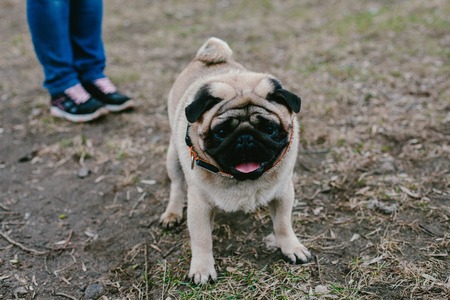 Dog breed Pug in the legs. Dog animalの写真素材