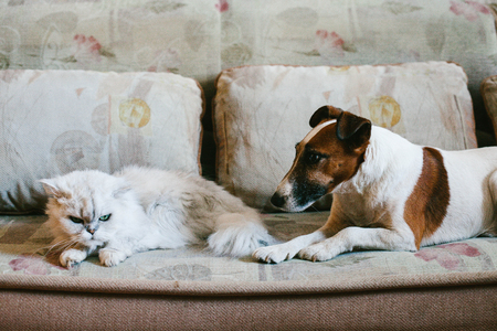 White cat and dog sitting on the couch. Animalsの写真素材