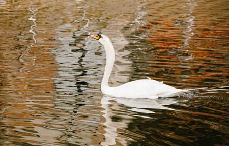 White Swan on Lake. Animals. Nature Birdの写真素材