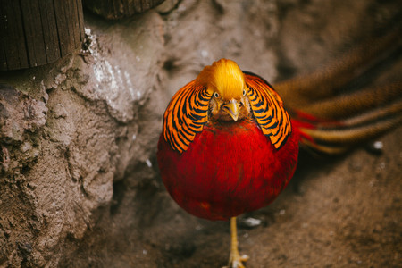 Golden Pheasant. Animal and nature. Wild timeの写真素材