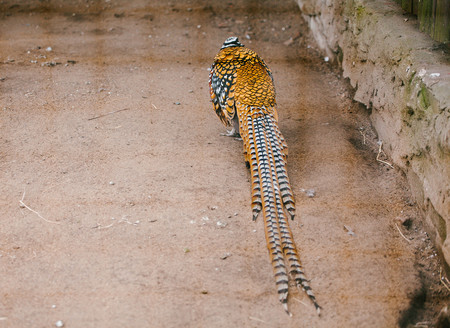 Royal pheasant. Animal and nature. Wild time Moscowの写真素材