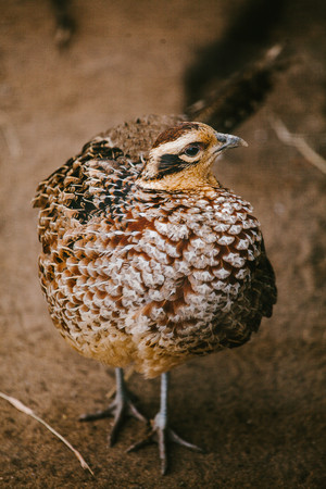Royal pheasant. Animal and nature. Wild time Moscowの写真素材