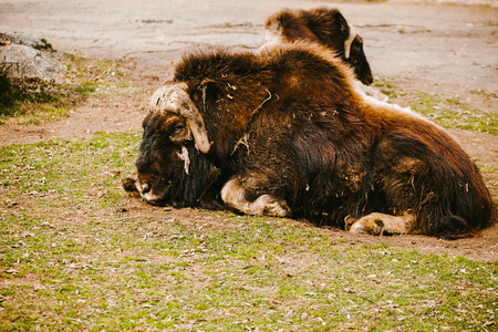 Musk Ox lying on the grass and sleeps. Animalの写真素材