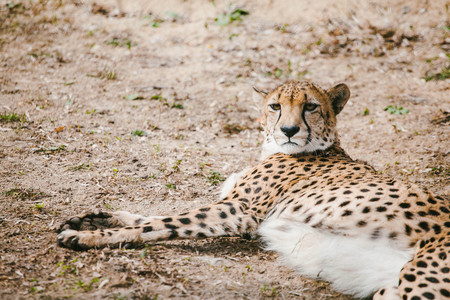 Cheetah lying on the ground and resting. Animalの写真素材