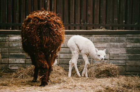 Guanaco. Animals and nature. Wild animals Americaの写真素材