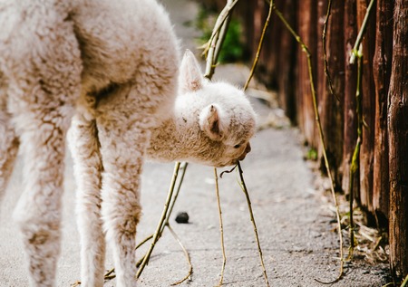 Little guanaco. Guanaco. Animals and nature Wild animalsの写真素材