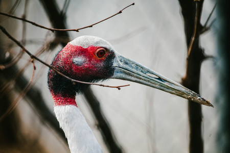 Indian crane. Animals and nature Wild animals.の写真素材