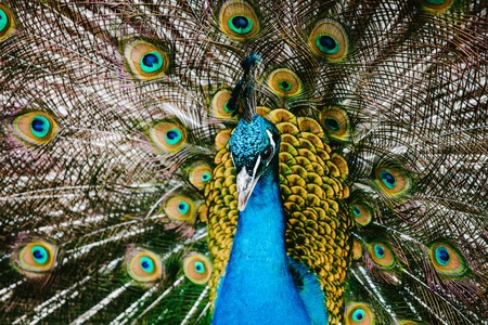 Peacock with a large tail. Animals wild. Natureの写真素材
