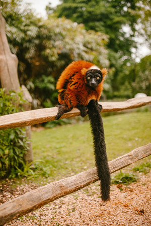 Red Ruffed lemur sitting on a branchの写真素材
