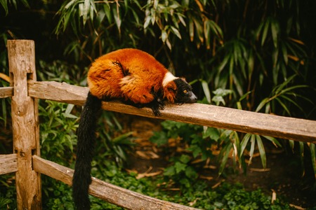 Red Ruffed lemur lies on a branchの写真素材