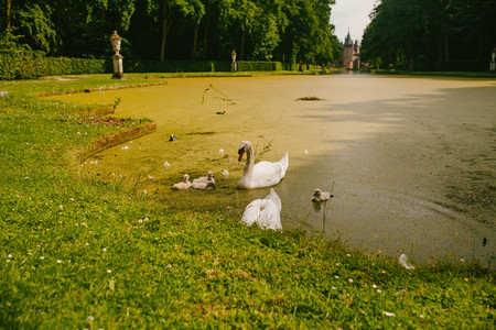 White swans with ducklings in waterの写真素材