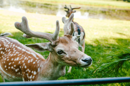 Sika deer eat grass with handsの写真素材