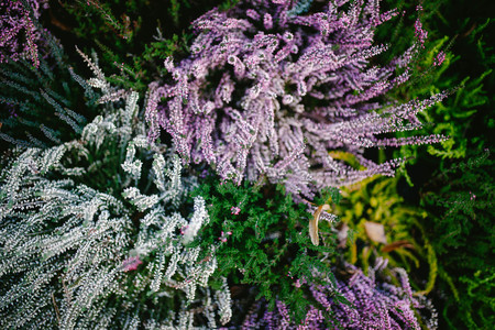 Glade with exotic flowers. Nature flower. Organicの写真素材