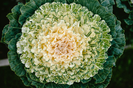 Decorative cabbage Green. Nature Gardenの写真素材