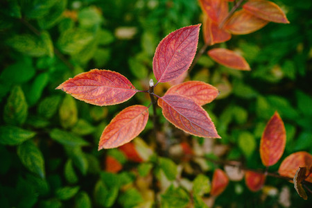 Red leaves on the Bush fall. Natureの写真素材