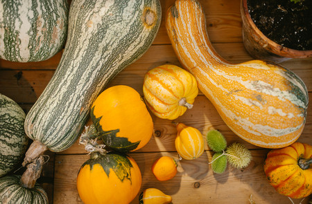 Assorted whole pumpkins. Nature foodの写真素材