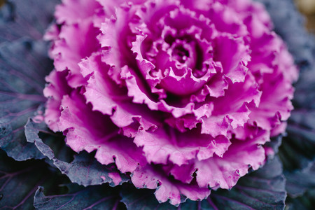 Decorative purple cabbage.Nature. Floraの写真素材