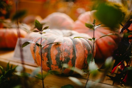 Orange pumpkin. Natureの写真素材