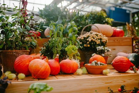 Red pumpkin. Natureの写真素材