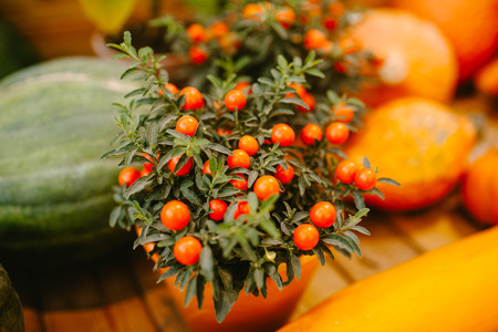 Decorative cherry tomatoes in a pot. Natureの写真素材