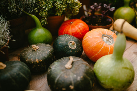 Assorted whole pumpkins. Nature food