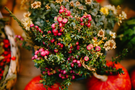 Flower in pot with berries. Natureの写真素材