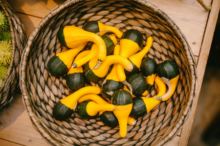 Yellow pumpkin basket. Nature.の写真素材