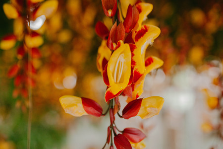 Red tropical flower.の写真素材