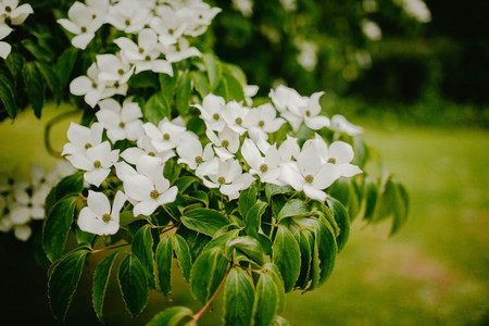 White flowers on green leavesの写真素材