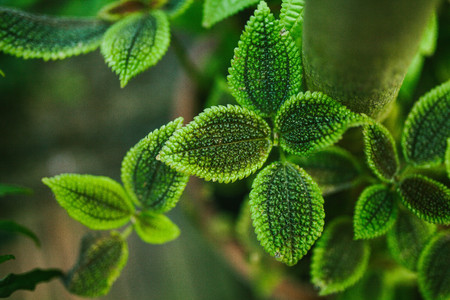 The green leaves of the plant. Top viewの写真素材