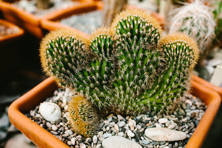 Beautiful cactus in a potの写真素材