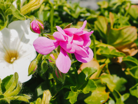 Pink flower close-up in greenery