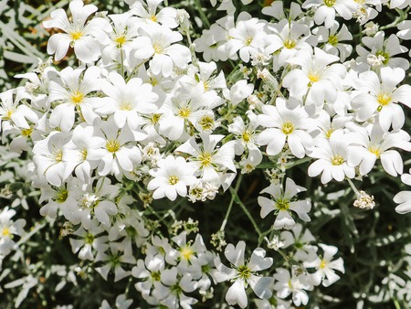 White flowers closeupの写真素材