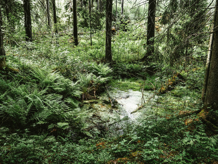 Fern bushes in the forestの写真素材