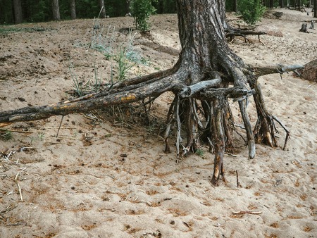 Dried tree roots in the sand