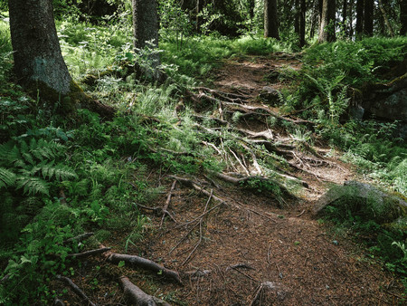 Beautiful wood and roots of trees on the trail. Nature