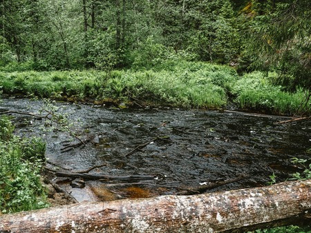 Beautiful views of the forest and the river. Nature