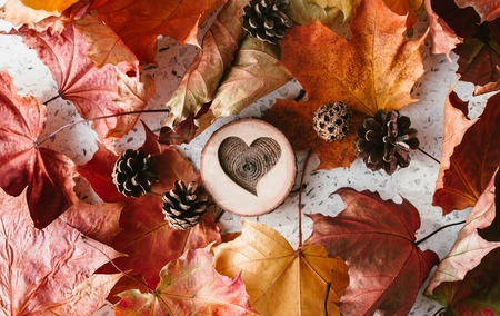 Autumn leaves with pine cones and the heart of a tree on a light background. View from the topの写真素材