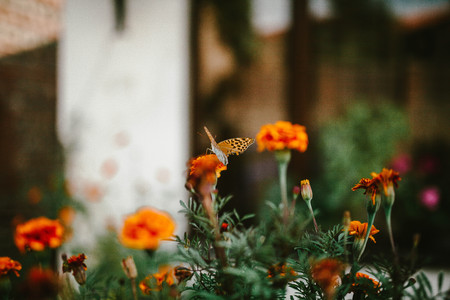 Butterfly sits on orange flowerの写真素材