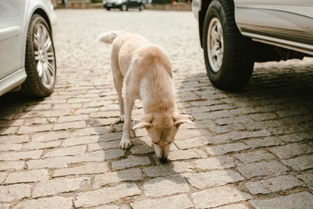 A stray white dog looking for food