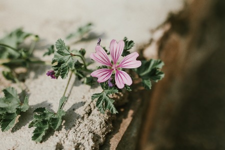 Beautiful purple flower closeup