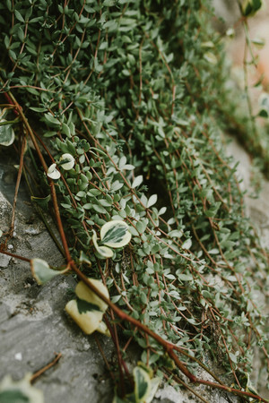 Forest Ivy growing on a rockの写真素材