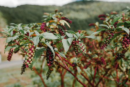 Ripe berries lakonos closeupの写真素材
