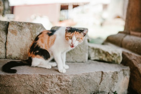 Tri-color cat sits in the street, animalsの写真素材