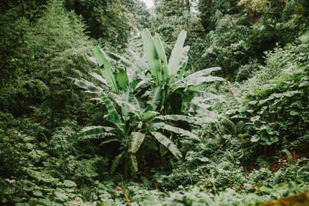 Small Palm trees in a forest, nature