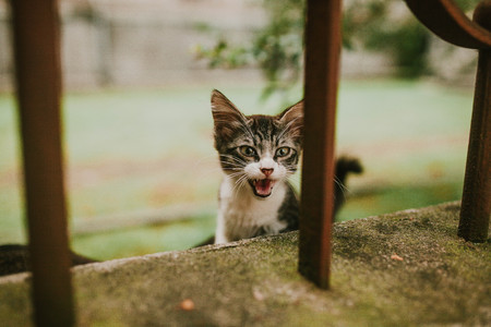 a grey kitten meows on the street, animalsの写真素材