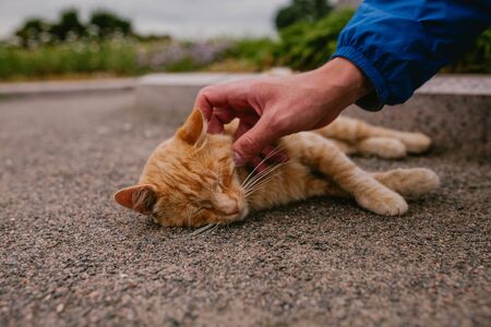 Man strokes red cat, animalsの写真素材