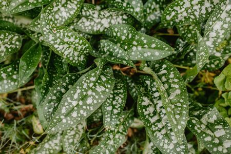 Hypoestes - flower with decorative spotted leavesの写真素材