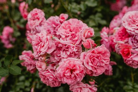 Boots of pink roses close-upの写真素材